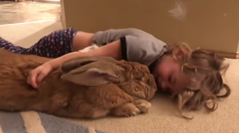 Illustration de l'article : Un lapin de compagnie gigantesque fait presque la même taille que sa soeur humaine de 3 ans !